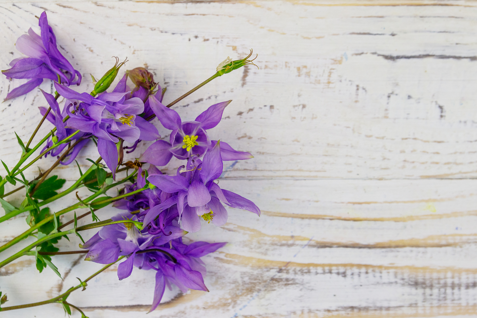 Purple flowers on white wooden surface.